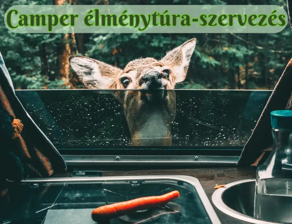 Camper élménytúra-szervezés, őzike néz be a camper ablakán