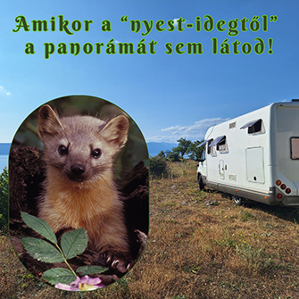a képen lakóautó áll a tenger fölötti sziklákon és egy nyest látható